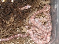 09 Hatchlings 005.jpg