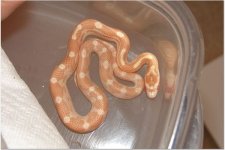 snake 6.jpg