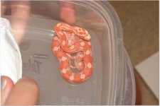 snake 7.jpg