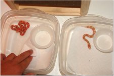 snake 8.jpg