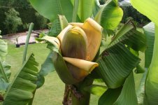 basjoobloem1.jpg