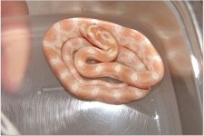 snake 9.jpg