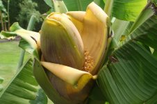 basjoobloem2.jpg