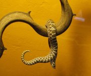 IMG_9224 gesn klein.jpg