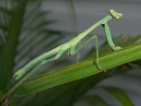 Mantis 003cr800.jpg