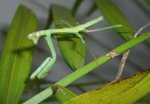 Mantis 007cr800.jpg