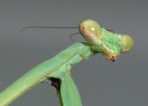 Mantis 003crz.jpg