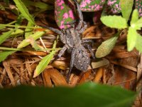 June Spider 002_800.jpg