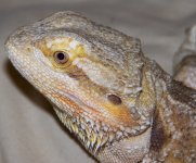 head1.jpg
