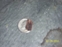 pooped wood.jpg