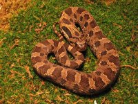 snakes 024.jpg