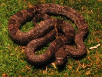 snakes 026.jpg
