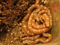 09 Hatchlings 008.jpg