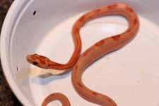 IMG_2343 Hypo Stripe (Het Opal) x Same Baby (3) .JPG