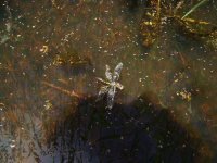 Dragonfly rescue 1.JPG