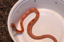 IMG_2343 Hypo Stripe (Het Opal) x Same Baby (2) .JPG