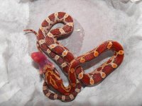 2008_0204Sale0022HypohetLavenderMotley M 2.jpg