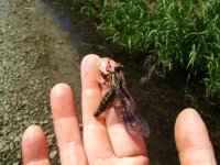 Dragonfly rescue 2.JPG
