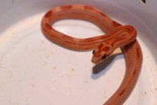IMG_2343 Hypo Stripe (Het Opal) x Same Baby (7) .JPG