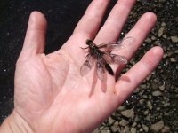 Dragonfly rescue 3.JPG