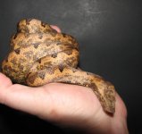 Candoia F 04-23-09 a.jpg