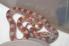 09 Hypo Upper Keys Bloodreds 001.jpg