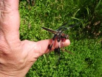 Dragonfly.JPG
