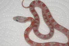 09 Hypo Upper Keys Bloodreds 003.jpg