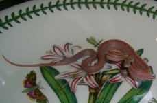 Orchidee Arrives0004cr.jpg