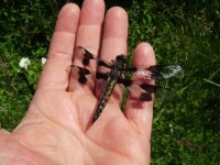 Dragonfly 1.JPG