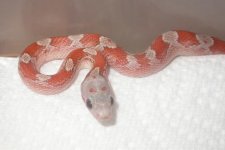 09 Hypo Upper Keys Bloodreds 002.jpg