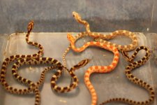Amel (Het Lav) x Hypo Stripe (Het Opal)Babies  (5).JPG
