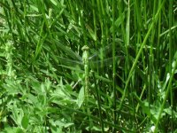 Dragonfly green.JPG