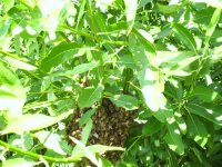 Bee swarm.JPG