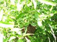 Bees.JPG