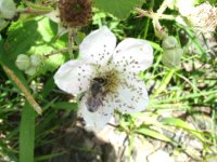 Blackberry bee.JPG