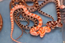 Het Hypo Quad Het Clutch (Stripe-Amel-Lav-Blood) (7)Babies 2009.JPG
