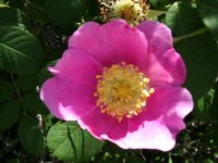 Wild rose pink.JPG