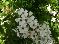 White roses.JPG