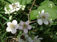 Blackberry blossoms.JPG