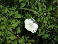 Bindweed.JPG