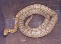 Forum Cropped Beauty gravid 01.jpg