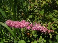 Purple flowers.JPG