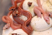 Hypo Stripe (Het Opal) x Hypo Stripe (Het Lavender) Babies  (17).JPG