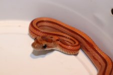 Hypo Stripe (Het Opal Blood)  (5) .JPG