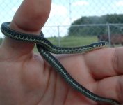 Baby1 06-19-08 a.jpg