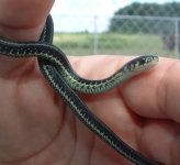 Baby1 06-19-08 b.jpg