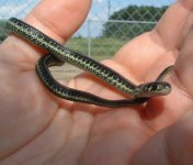 Baby1 06-19-08 c.jpg