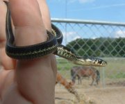 Baby2 06-19-08 a.jpg