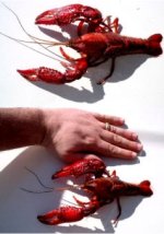 freshwaterlobster.jpg